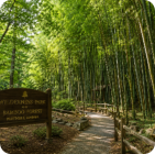 Wilderness Park & Bamboo Forest